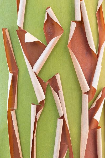Jaynes Gallery 아티스트의 USA-Washington State-Seabeck Peeling madrone tree bark작품입니다.